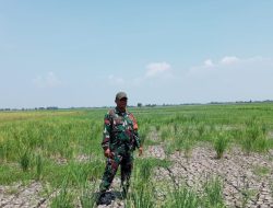 Babinsa Tinjau Dampak El Nino di Karangharja, Warga Butuh Bantuan Air Untuk Pertanian