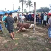 Kapolri dan Kapolda Riau Berkurban di Ponpes UAS, Daging Disalurkan ke Masyarakat Pinggiran Kota