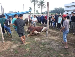 Kapolri dan Kapolda Riau Berkurban di Ponpes UAS, Daging Disalurkan ke Masyarakat Pinggiran Kota