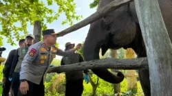 Kapolda Riau Namai Anak Gajah Tesso Nilo “Nona Seroja”, Simbol Harapan Baru Konservasi