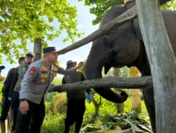 Kapolda Riau Namai Anak Gajah Tesso Nilo “Nona Seroja”, Simbol Harapan Baru Konservasi