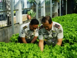 Dukung Asta Cita Presiden, Lapas Makassar Perkuat Ketahanan Pangan melalui Panen Selada Hasil Pembinaan Warga Binaan