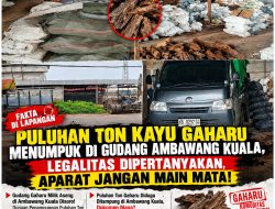Puluhan Ton Kayu Gaharu Menumpuk di Gudang Ambawang Kuala, Legalitas Dipertanyakan, Aparat Jangan Main Mata!